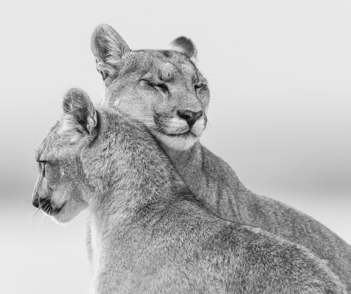 Gallery of Photography by Paul Nicklen - Canada
