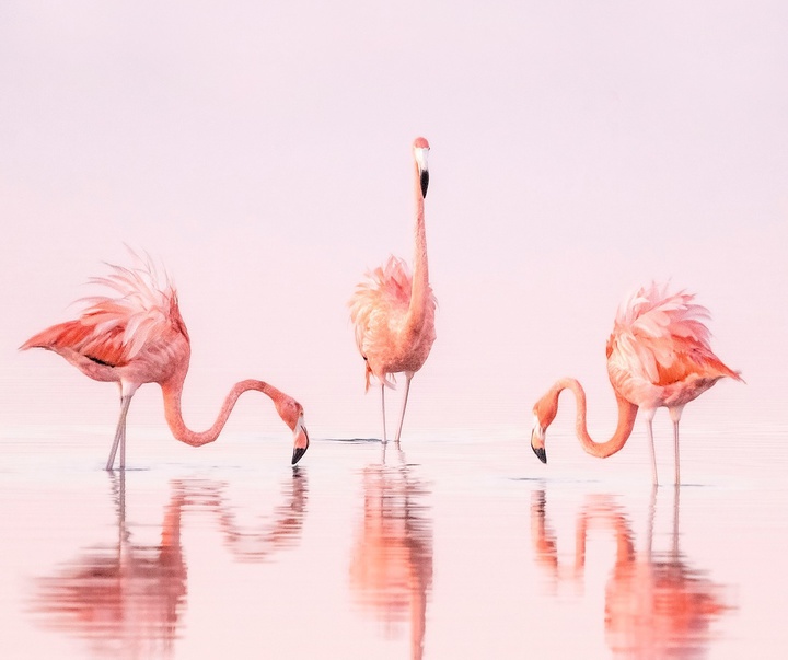 Gallery of Photography by Paul Nicklen - Canada
