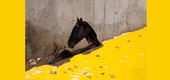 Gallery of Photography by Tavepong Pratoomwong - Thailand