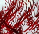 Gallery of Calligraphy by Pourya Khakpour