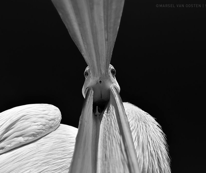 Gallery of Photography by Marsel van Oosten- Netherlands