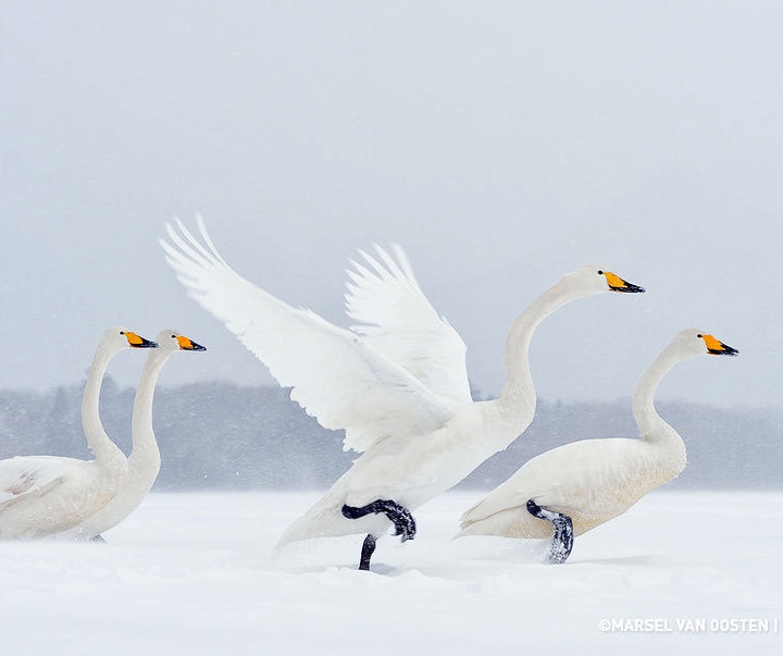 Gallery of Photography by Marsel van Oosten- Netherlands