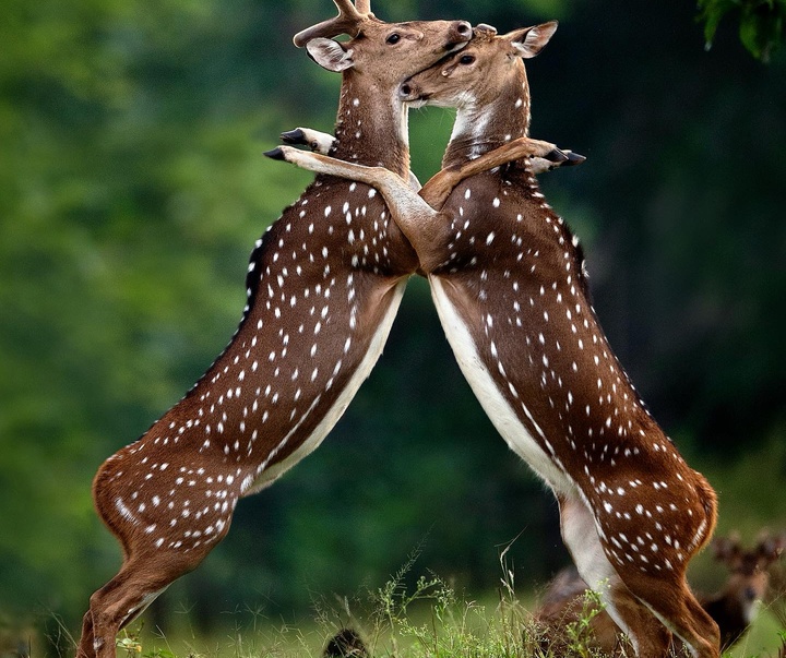 Gallery of Photography by Mithun Hunugund