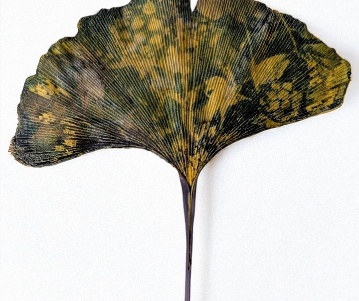 Gallery of Painting & Photography by Jane Constable - UK
