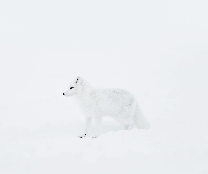 Gallery of Photography by Benjamin Hardman - Iceland