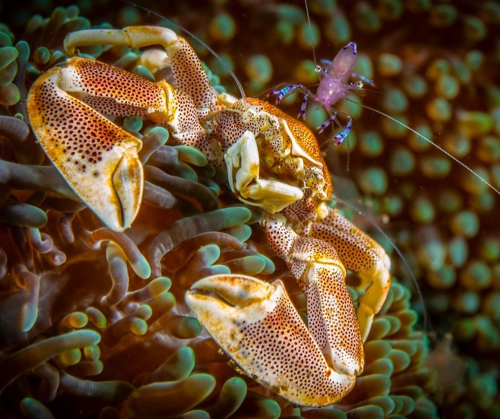 Gallery of Photography by Paul Nicklen - Canada