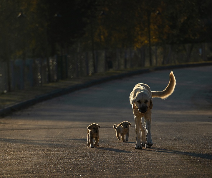 Gallery of Photography by Niyazi Gürgen - Turkey