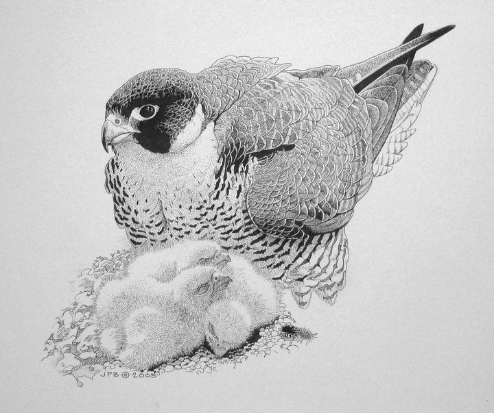 Gallery of Drawing by John Perry Baumlin- American