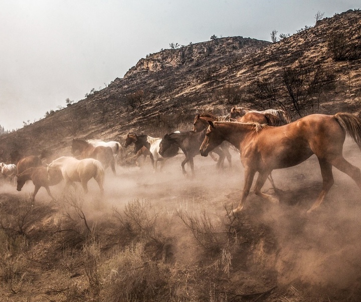 Gallery of Photography by Paul Nicklen - Canada