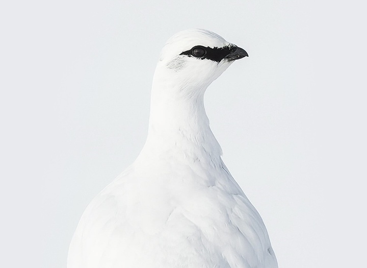 Gallery of Photography by Benjamin Hardman - Iceland