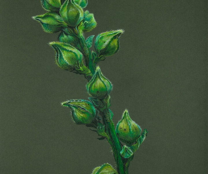 Gallery of Painting & Drawing by Robin Uleman - Netherlands