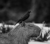 Gallery of Photography by Sebastião Salgado - Brazil