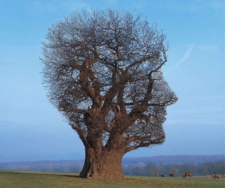 storm thorgerson