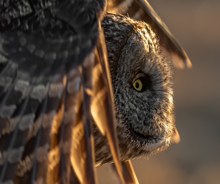 Gallery of Photography by Harry Collins - USA