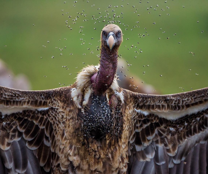 Gallery of Photography by Charlie Hamilton James - UK