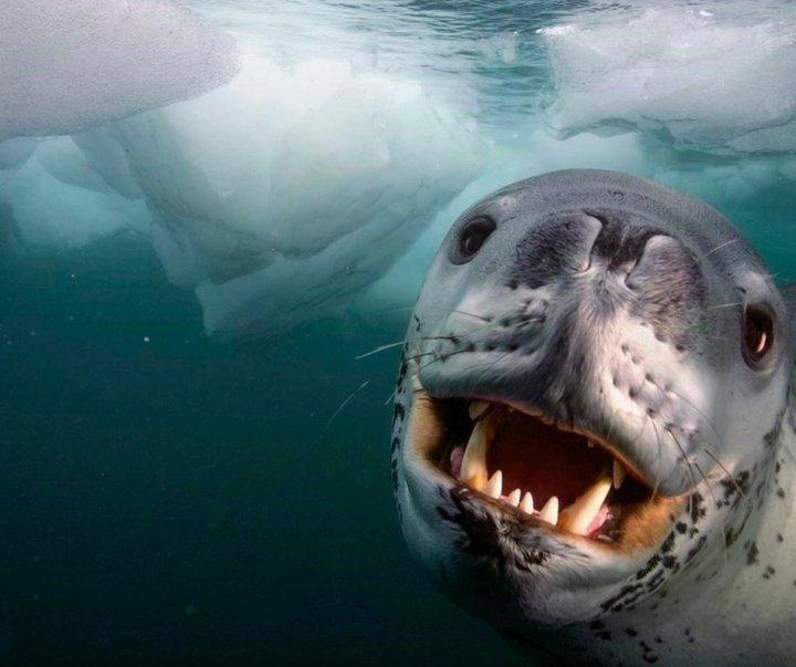 Gallery of Photography by Paul Nicklen - Canada