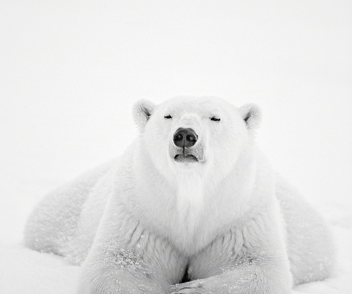 Gallery of Photography by Paul Nicklen - Canada