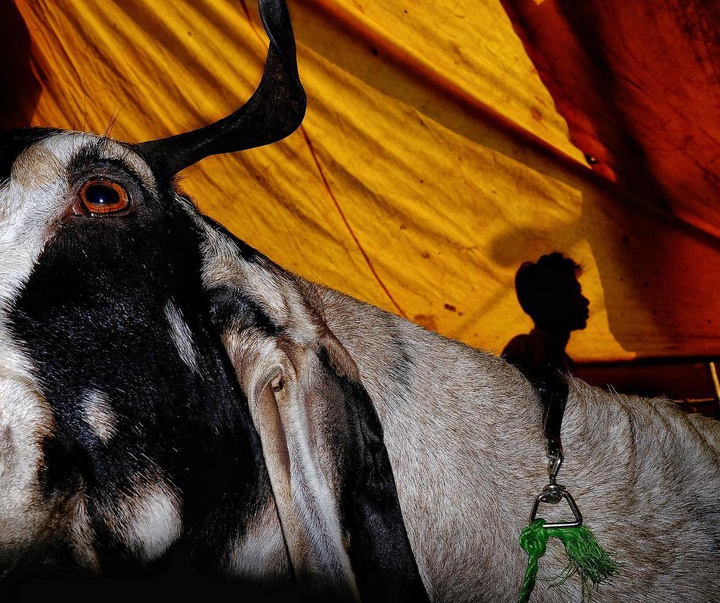 Gallery of Photography by Santanu Dey - India