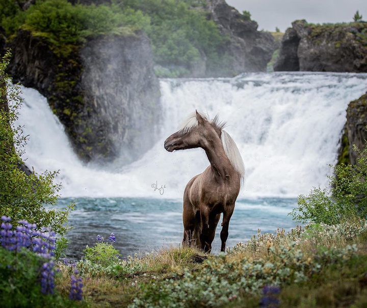 Gallery of photography by Liga Liepina - Iceland