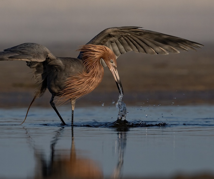 Gallery of Photography by Harry Collins - USA