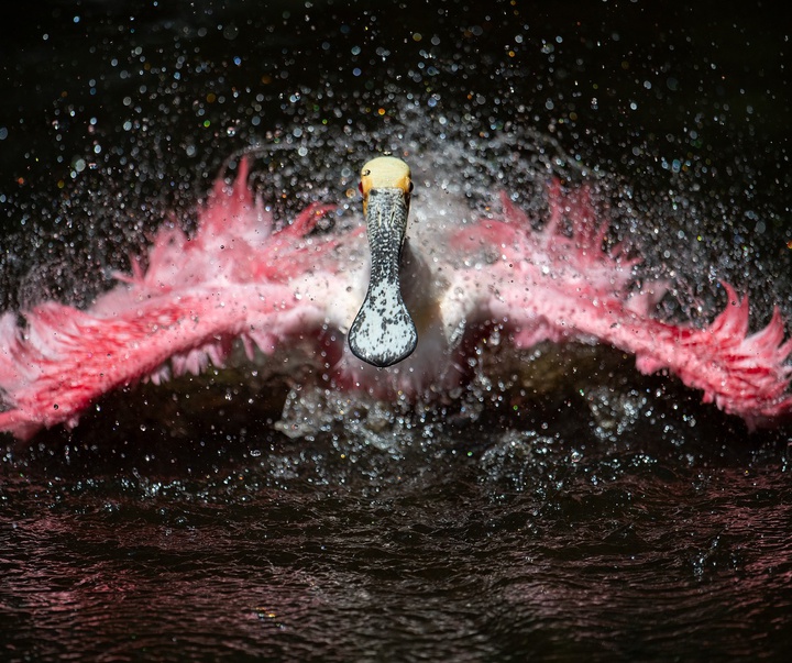 Gallery of Photography by Harry Collins - USA