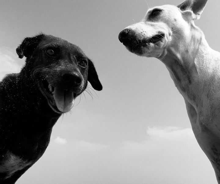 Gallery of Photography by Dimpy Bhalotia - India