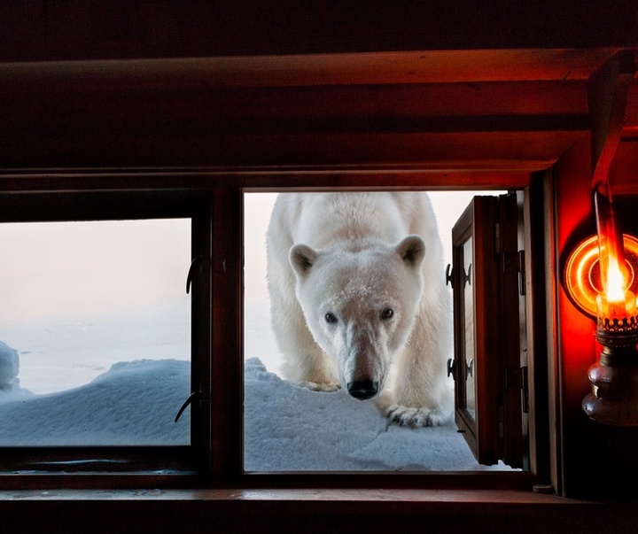 Gallery of Photography by Paul Nicklen - Canada