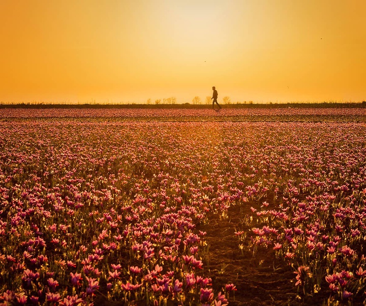 Gallery of photography by Seyed Ali Hoseinifar - Iran