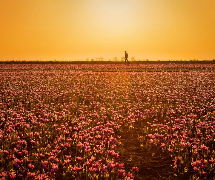 Gallery of photography by Seyed Ali Hoseinifar - Iran