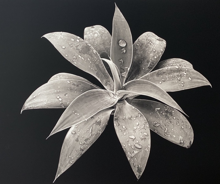 Gallery of Photography by Flor Garduño - Mexico
