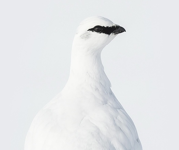Gallery of Photography by Benjamin Hardman - Iceland