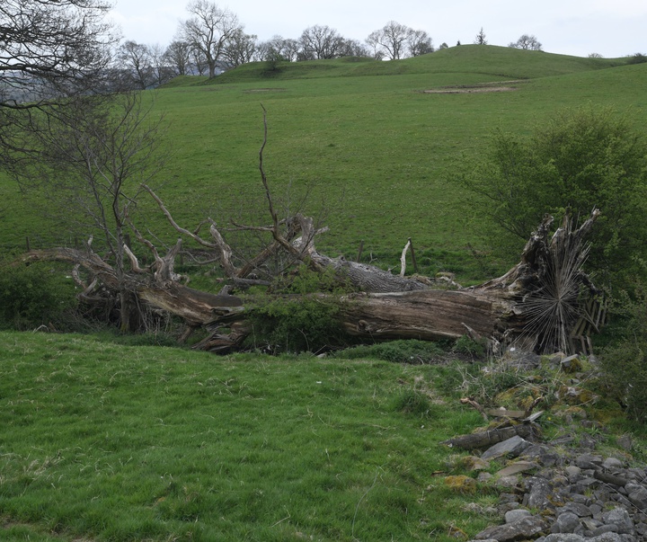 Gallery of Modern Art by Andy Goldsworthy - England
