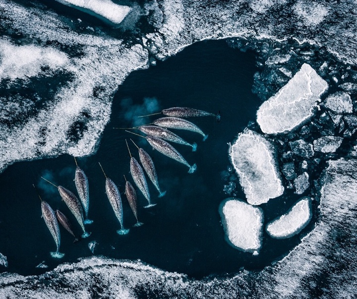 Gallery of Photography by Paul Nicklen - Canada