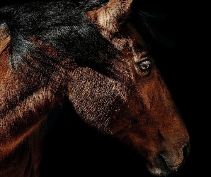 Gallery of Photography by Abbey Bratcher Parish - USA