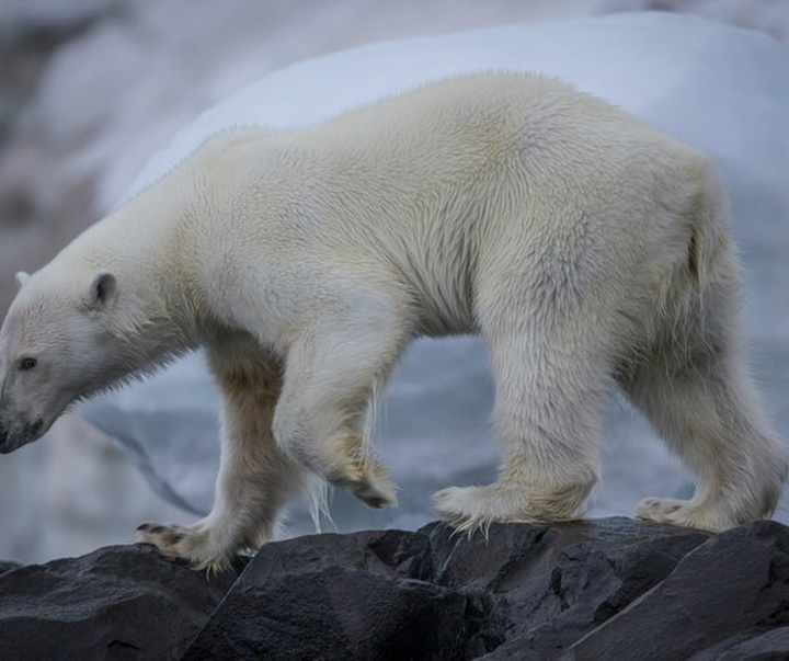 Gallery of Photography by Cory Richards - USA