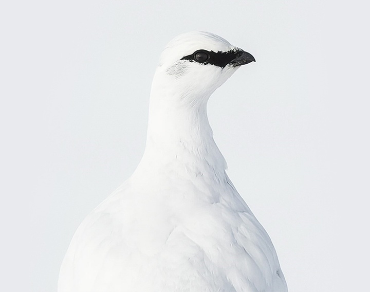 Gallery of Photography by Benjamin Hardman - Iceland