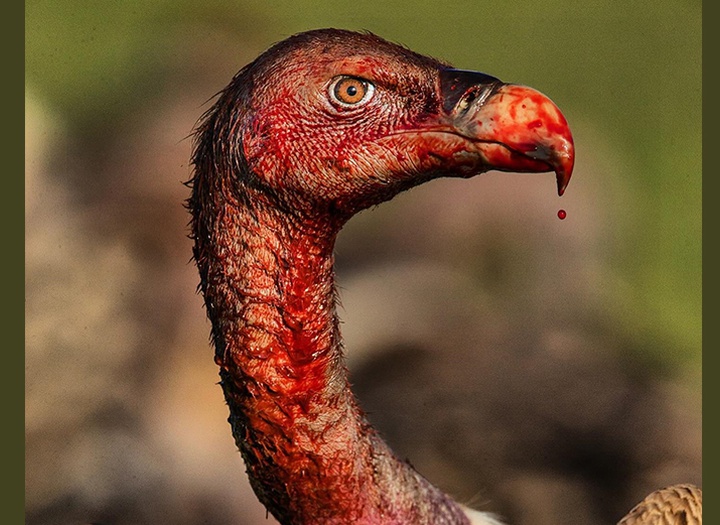 Gallery of Photography by Charlie Hamilton James - UK