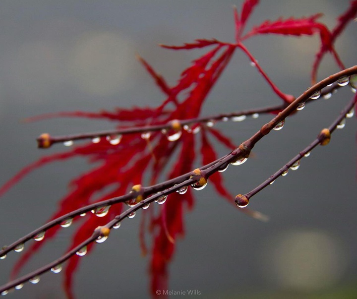 Gallery of Photography by Melanie Wills - Canada