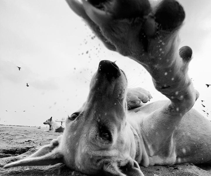 Gallery of Photography by Dimpy Bhalotia - India