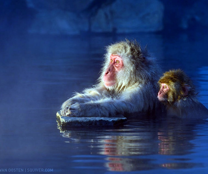 Gallery of Photography by Marsel van Oosten- Netherlands