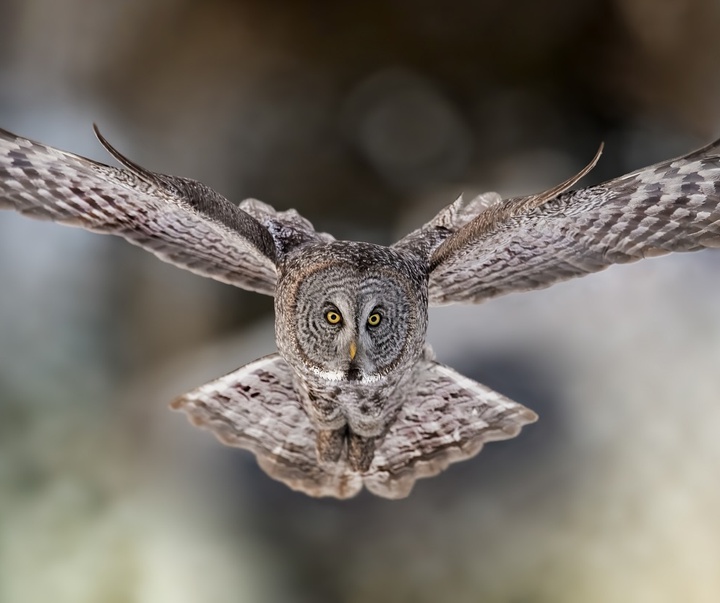 Gallery of Photography by Harry Collins - USA