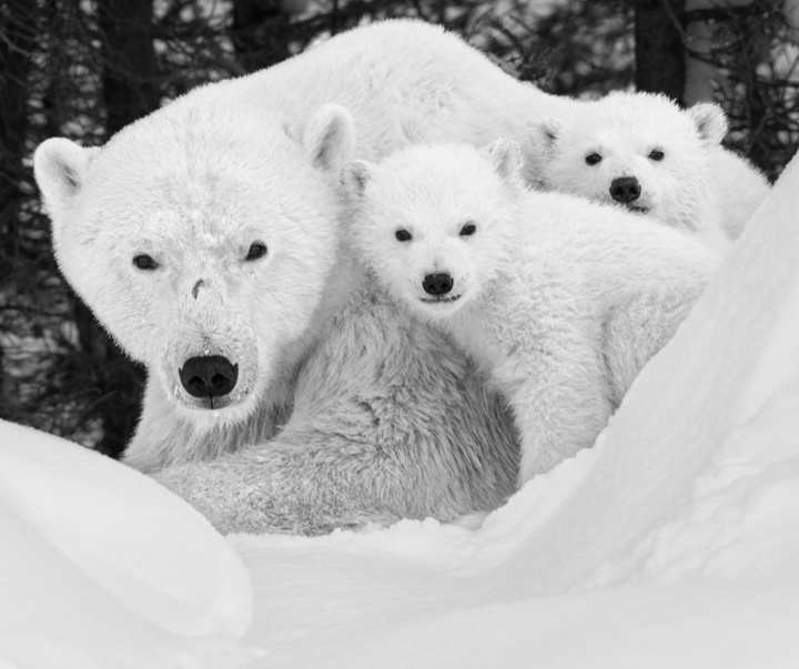 Gallery of Photography by Paul Nicklen - Canada