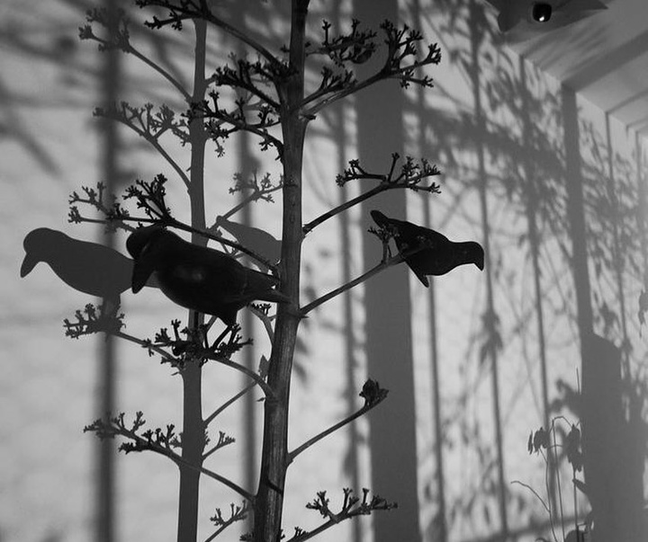 Gallery of Photography by Flor Garduño - Mexico