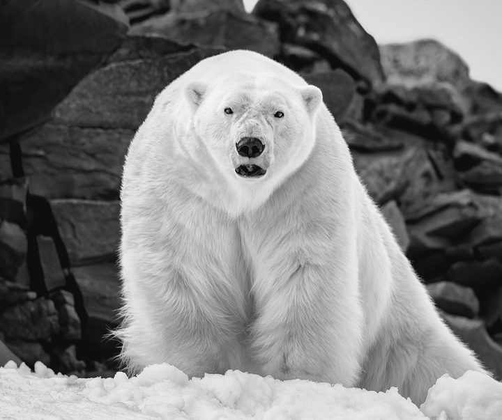 Gallery of Photography by Paul Nicklen - Canada