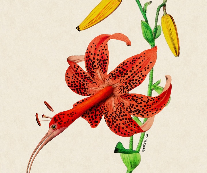 Gallery of Illustration by Beto Valencia - Ecuador