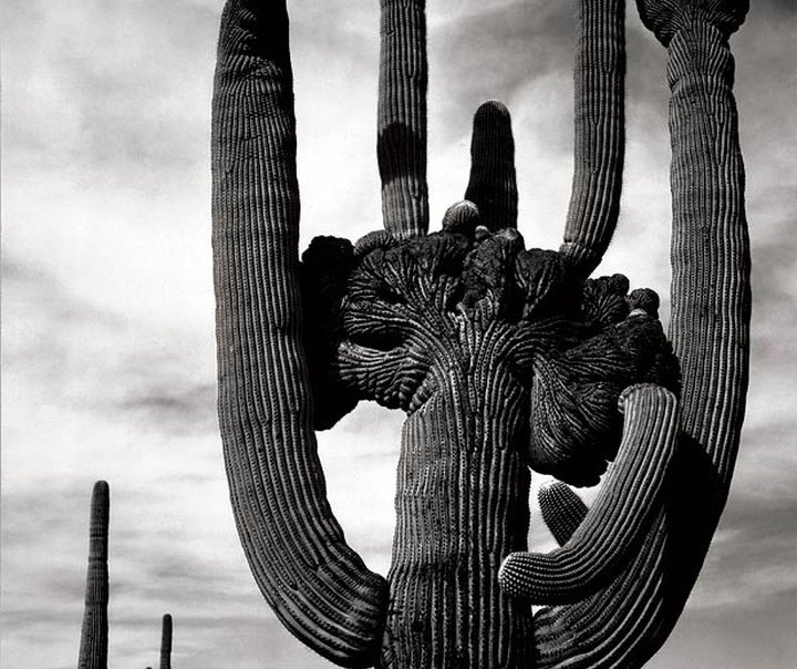 Ansel Easton Adams