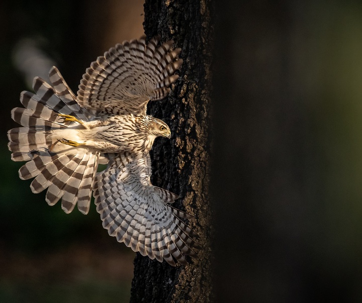 Gallery of Photography by Harry Collins - USA