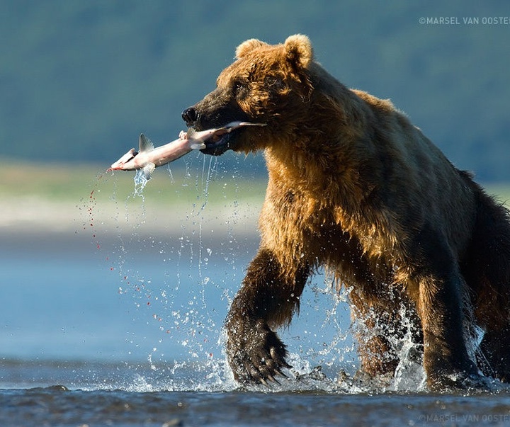 Gallery of Photography by Marsel van Oosten- Netherlands