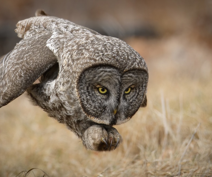 Gallery of Photography by Harry Collins - USA