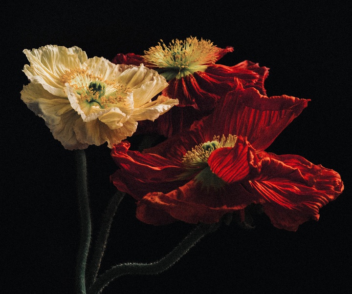 Gallery of Photography by Joe Clarke - UK